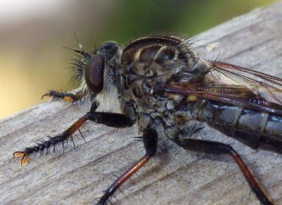 Robberfly74.jpg