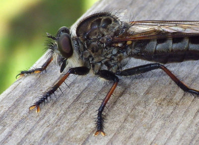 Robberfly75.jpg