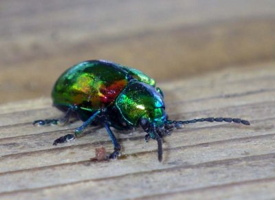 DogbaneBeetle4.jpg