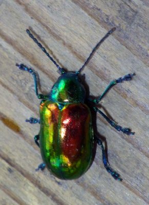 DogbaneBeetle7.jpg