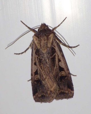 SubgothicDartMoth1.jpg