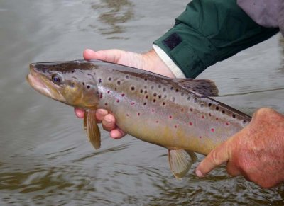 BrownTrout149.jpg