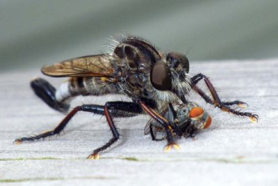 Robberfly70.jpg