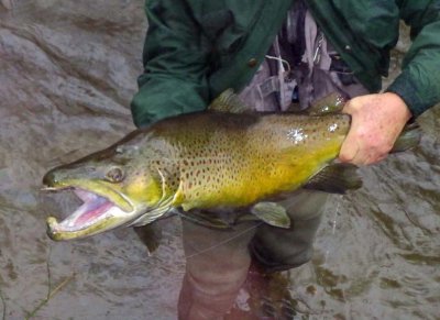 BrownTrout150.jpg