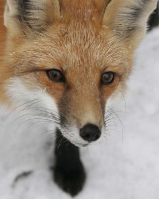 Fox55.jpg