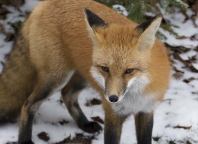 RedFox205.jpg