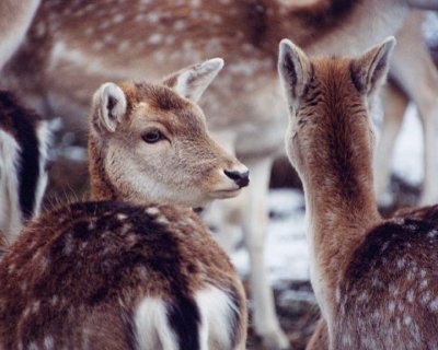 Fallow Deer13.jpg
