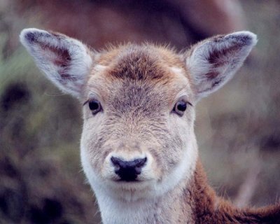 Fallow Deer15.jpg