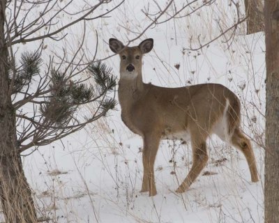 WhiteTailedDeer140R.jpg