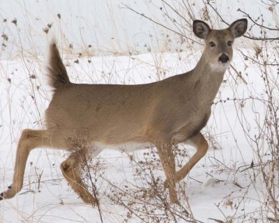 WhiteTailedDeer143.jpg