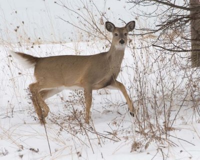 WhiteTailedDeer144R.jpg