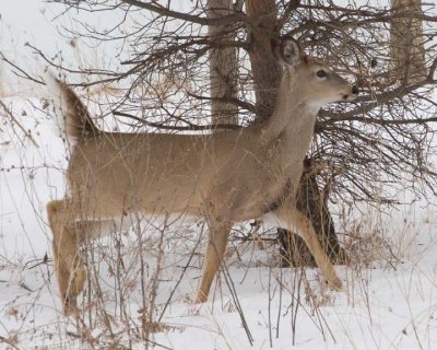 WhiteTailedDeer146R.jpg