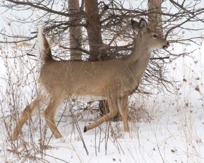 WhiteTailedDeer147R.jpg