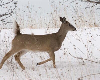 WhiteTailedDeer148R.jpg