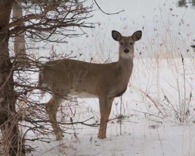 WhiteTailedDeer150R.jpg