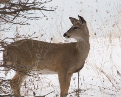 WhiteTailedDeer151R.jpg