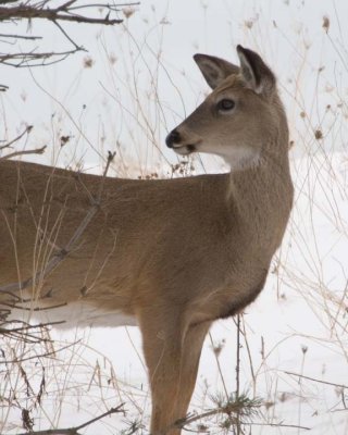 WhiteTailedDeer157.jpg