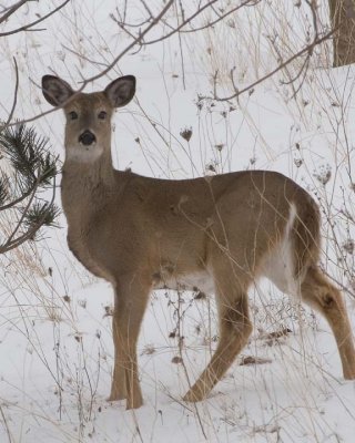 WhiteTailedDeer158.jpg