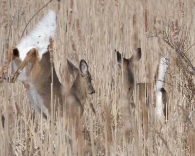 WhiteTailedDeer160.jpg