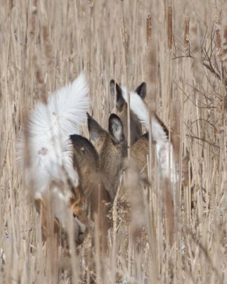 WhiteTailedDeer161.jpg