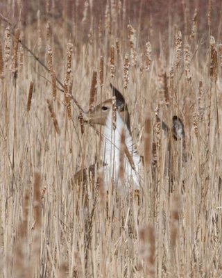 WhiteTailedDeer162.jpg