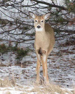 WhitetailedDeer210R.jpg