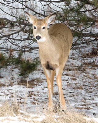 WhitetailedDeer212.jpg
