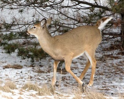 WhitetailedDeer213R.jpg