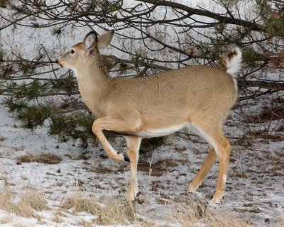 WhitetailedDeer214R.jpg