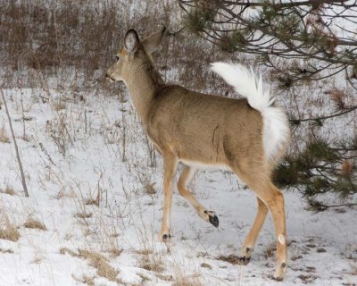 WhitetailedDeer215R.jpg