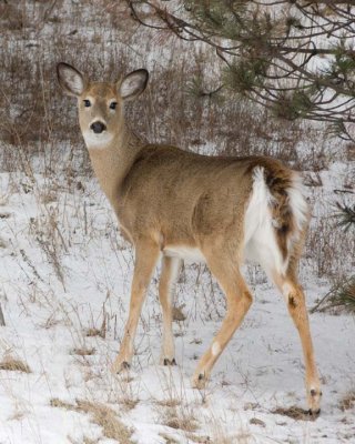 WhitetailedDeer217.jpg