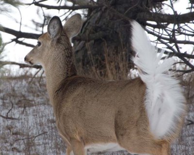 WhitetailedDeer219R.jpg