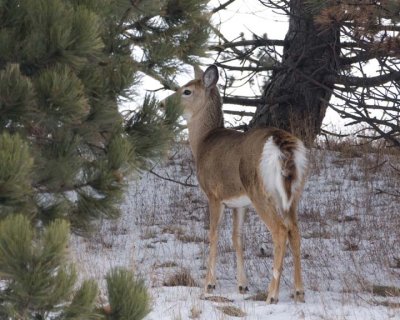 WhitetailedDeer220R.jpg