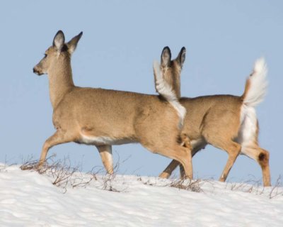 WhitetailedDeer226.jpg