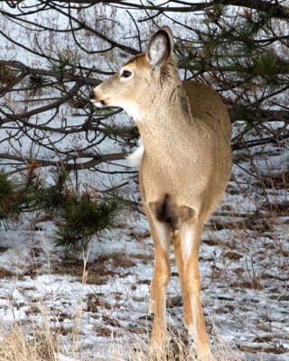 WhitetailedDeer231.jpg