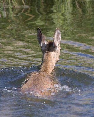 WhitetailedDeer232R.jpg