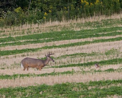 WhitetailedDeer249R.jpg