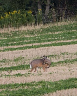 WhitetailedDeer253R.jpg