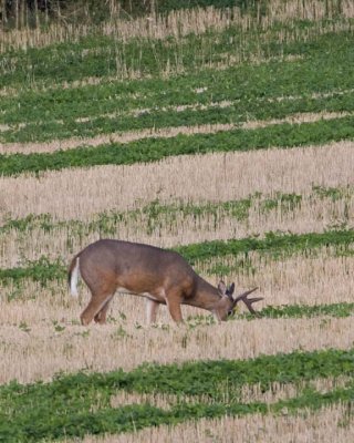 WhitetailedDeer257R.jpg