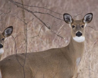 WhitetailedDeer296R.jpg