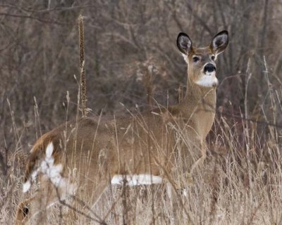 WhitetailedDeer297R.jpg
