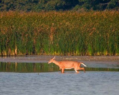 WhitetailedDeer345.jpg