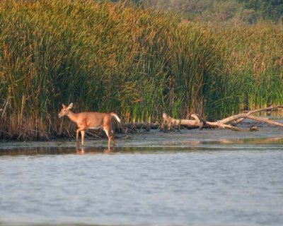 WhitetailedDeer347.jpg