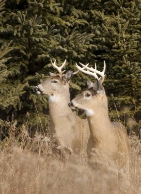 WhitetailedDeer348.jpg