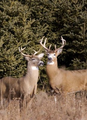 WhitetailedDeer351.jpg