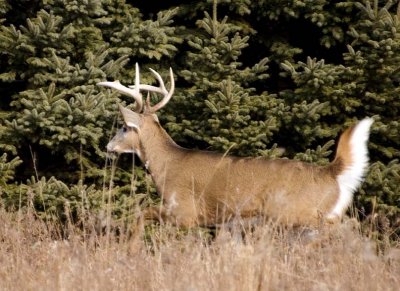WhitetailedDeer353.jpg