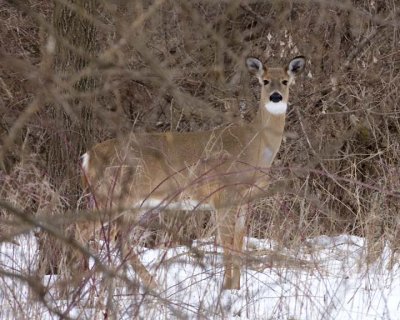 WhitetailedDeer364.jpg