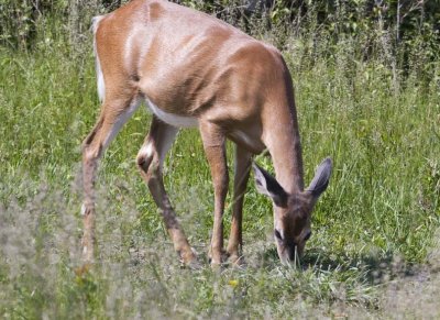 WhitetailedDeer366.jpg