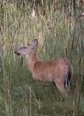 WhitetailedDeer375.jpg
