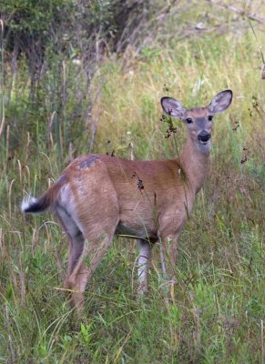 WhitetailedDeer377.jpg